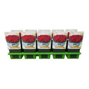 Carnation caryophyllus Peman Red Carnation caryophyllus 'Peman Red' P11
(10 Plants/Order)(11cmP 25cmH)