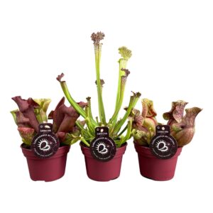 Sarracenia Sarracenia mix 3 Types (naar beschikbaarheid) 
(6 Plants/Order)(12cmP 25cmH)