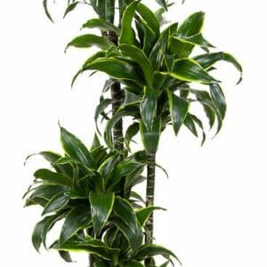 Dracaena Dorado Dracaena Dorado 90-60-30-15
(1 Plants/Order)(27cmP 140cmH)
