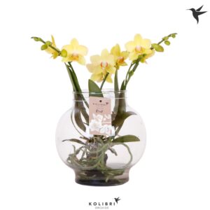 Phalaenopsis Kolibri Orchids Phalaenopsis Roots yellow in Glas bowl transpara
(2 Plants/Order)(16cmP 50cmH)