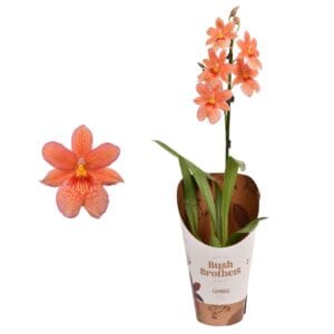 Cambria Nelly Isler orange 1 spike 12 cm
(10 Plants/Order)(12cmP 55cmH)