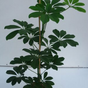 Schefflera Compacta schefflera compacta
(6 Plants/Order)(17cmP 618cmH)