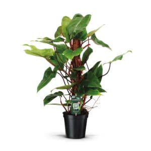 Philodendron Red Emerald Philodendron Red Emerald 80mos
(1 Plants/Order)(19cmP 70cmH)