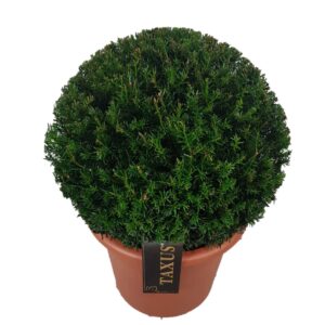 Taxus baccata Taxus baccata ball p30 (th) 40-45 ©
(1 Plants/Order)(30cmP 43cmH)