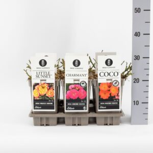 Rosa pink Classics miniatuur (M) mix, C3
(6 Plants/Order)(17cmP 35cmH)