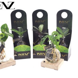Indoor plants mix in Samoa Glas + LED + verpakking-levertijd 24u
(15 Plants/Order)(7cmP 10cmH)