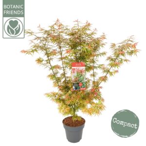 Acer palmatum Jerre Schwartz Acer palm. 'Jerre Schwartz'
(1 Plants/Order)(29cmP 110cmH)