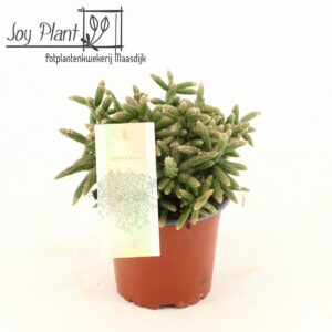 Rhipsalis baccifera subsp. horrida Rhipsalis horrida P10,5
(6 Plants/Order)(10.5cmP 17cmH)