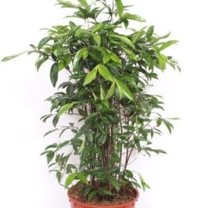 Dracaena surculosa Dracaena Surculosa
(1 Plants/Order)(34cmP 160cmH)