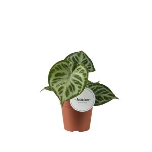 Anthurium Leaf Anthurium Super Silver Blush
(8 Plants/Order)(12cmP 25cmH)