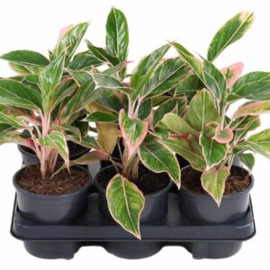 Aglaonema other Aglaonema Siam Pink
(6 Plants/Order)(13cmP 30cmH)