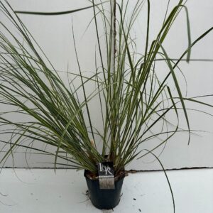 Cortaderia selloana Cortaderia sell. 'Mini Silverpampas'
(1 Plants/Order)(23cmP 70cmH)