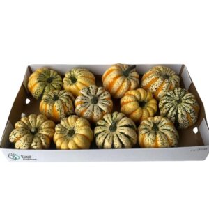 Curcubita Festival Plant
(12 Plants/Order)(cmP cmH)