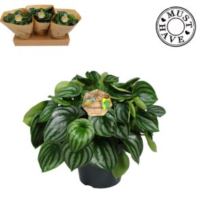 Peperomia argyreia Peperomia ''Argyreia'' watermelon 'must have'
(3 Plants/Order)(17cmP 5cmH)