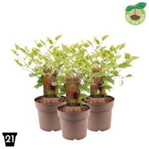 Morus alba Mojo Berry 100% Fruit, P21
(1 Plants/Order)(21cmP 65cmH)