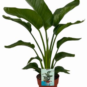 Strelitzia nicolai Strelitzia Nicolai (Peat Free / Veenvrij)
(1 Plants/Order)(19cmP 90cmH)