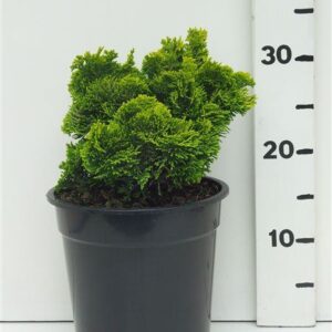 Chamaecyparis obtusa Chamaecyparis o. 'Nana Aurea'
(1 Plants/Order)(19cmP 40cmH)