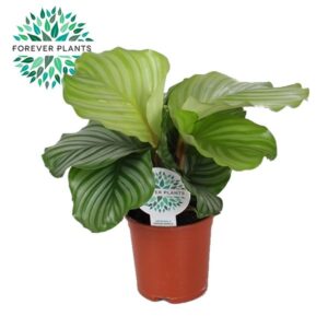 Calathea orbifolia Calathea Orbifolia p14 PEAT FREE
(8 Plants/Order)(14cmP 45cmH)