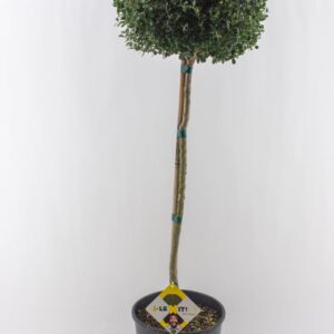 Ilex crenata Dark Green Ilex crenata Dark Green, P34, ball op stam 80cm, ball Ø30cm
(1 Plants/Order)(26cmP 130cmH)