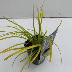 Carex oshimensis Evercolor Everillo Carex 'Everillo'
(10 Plants/Order)(13cmP 25cmH)
