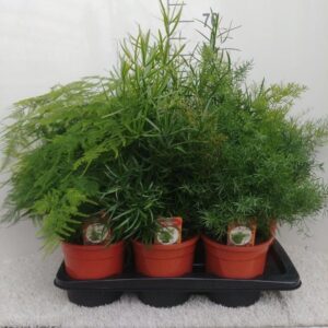 Asparagus mixed Asparagus Gemeng 17 cm
(6 Plants/Order)(17cmP 45cmH)