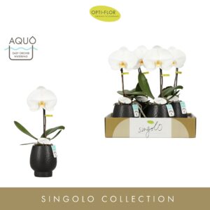 Phalaenopsis white more Ripsen Singolo Tosha in Abruzzo Black Aquo 
(4 Plants/Order)(9cmP 40cmH)