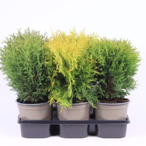 Thuja other dark yellow Thuja mixed bak
(6 Plants/Order)(15cmP 35cmH)