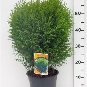 Thuja Little Giant Thuja occ. 'Little Giant'
(1 Plants/Order)(19cmP 55cmH)
