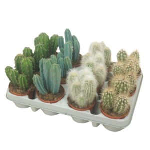 Cereus Cereus mix 8,5 cm in 212 packing
(12 Plants/Order)(8.5cmP 18cmH)