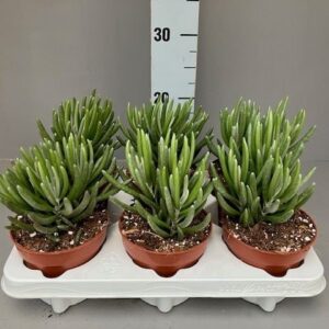 Senecio Senecio pyramidatus 
(6 Plants/Order)(12cmP 25cmH)