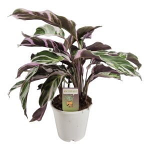 Calathea Fusion White Calathea Fusion White
(4 Plants/Order)(14cmP 40cmH)