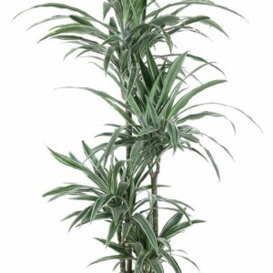 Dracaena Warneckei Dracaena Warneckei 90-60-30-15
(1 Plants/Order)(27cmP 140cmH)