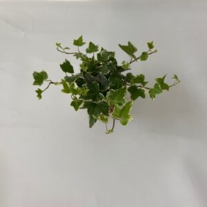Hedera white VARI Witbont 8,5cm
(12 Plants/Order)(8.5cmP 10cmH)