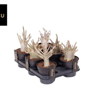 Adenium Baobab Adenium "Ansu" Baobab
(10 Plants/Order)(12cmP 25cmH)