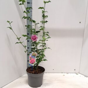 Hibiscus syriacus Hibiscus syr. Magenta Chiffon ('Rwoods5'PBR)
(1 Plants/Order)(23cmP 70cmH)