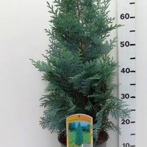 Chamaecyparis Pelts Blue Chamaecyparis l. 'Van Pelt's Blue'
(1 Plants/Order)(19cmP 75cmH)