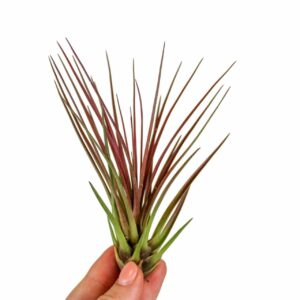 Tillandsia tillandsia Melanocrater red
(20 Plants/Order)(10cmP 15cmH)