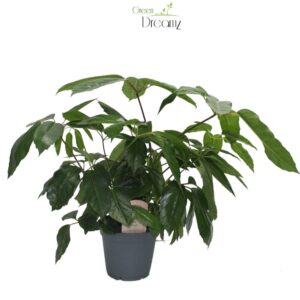 Schefflera actinophylla Schefflera Actinophylla
(6 Plants/Order)(17cmP 50cmH)