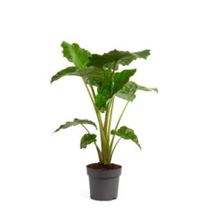 Alocasia Portodora Alocasia Portodora 24cm
(1 Plants/Order)(24cmP 110cmH)