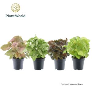 Syngonium mix Syngonium mixed
(6 Plants/Order)(14cmP 30cmH)