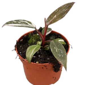 Philodendron Philodendron Pink Princess Marble
(9 Plants/Order)(10.5cmP 15cmH)