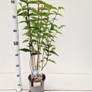 Deutzia scabra Deutzia scabra
(6 Plants/Order)(17cmP 40cmH)