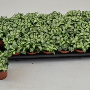 Fittonia Mosaic White Tiger FITTONIA WHITE TIGER
(21 Plants/Order)(8.5cmP 10cmH)