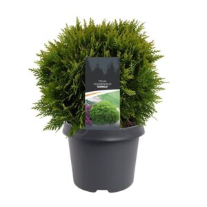Thuja Danica Thuja occidentalis 'Danica'
(5 Plants/Order)(19cmP 30cmH)