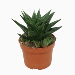 Haworthia limifolia Haworthia limifolia 10,5 cm
(10 Plants/Order)(10.5cmP 20cmH)