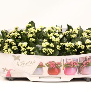 Kalanchoe blossfeldiana Menzel Kalanchoe Double Deluxe White No Sleeve
(10 Plants/Order)(10cmP 22cmH)