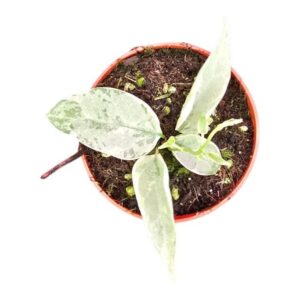 Hoya Streptocaulon Juventas Variegata
(5 Plants/Order)(7cmP 10cmH)