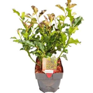 Ilex aquifolium Ilex aquifolium P17
(6 Plants/Order)(17cmP 50cmH)