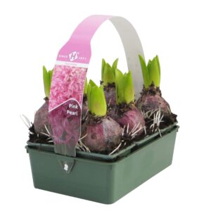 Hyacinthus Pink Pearl Sixpack Pink Pearl
(1 Plants/Order)(18cmP 15cmH)