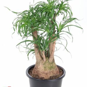 Nolina recurvata Beaucarnea busch P38 - 2ft
(1 Plants/Order)(38cmP 100cmH)